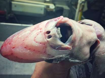 Frightening Deep Sea Creatures
