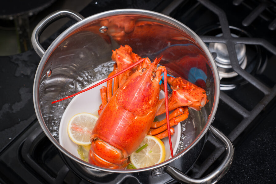 Why Do Lobsters Turn Red When You Cook Them? - Thrillist