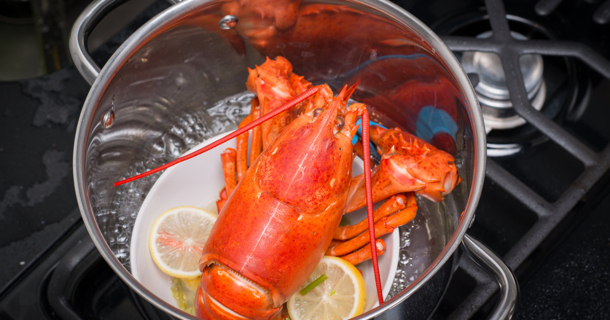 Why Do Lobsters Turn Red When You Cook Them? Thrillist