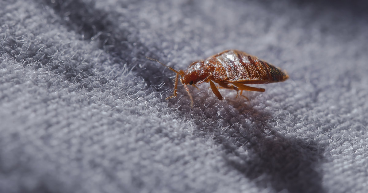 The Most Bed Bug-Infested Cities In The US, According To Orkin - Thrillist