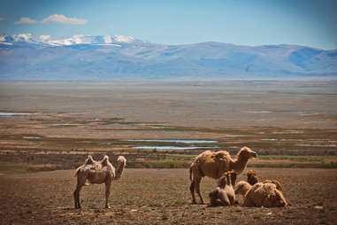 Camel in Russia