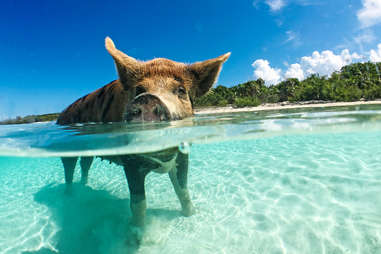 Swimming pig Exuma