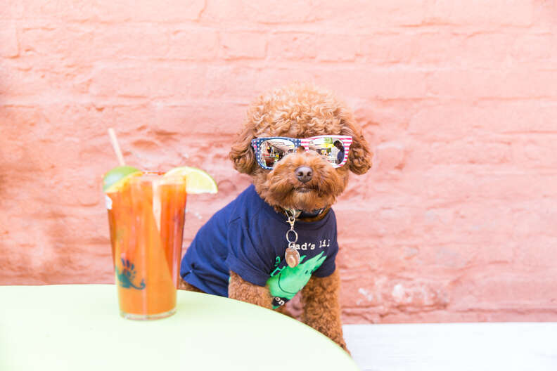 Puppy Brunch NYC