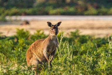 Kangaroo Island Wilderness Trail