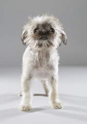 Puppy Bowl Puppies