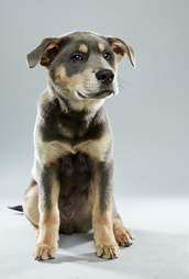 Puppy Bowl Puppies