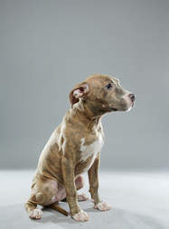 Puppy Bowl Puppies