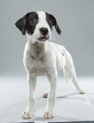 Puppy Bowl Puppies