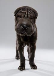 Puppy Bowl Puppies