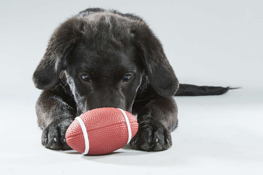 all aboard animal rescue puppy palooza