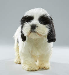 Puppy Bowl Puppies