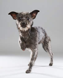 Puppy Bowl Puppies