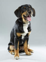 Puppy Bowl Puppies