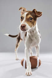 Puppy Bowl Puppies