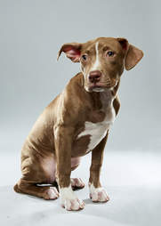 Puppy Bowl Puppies