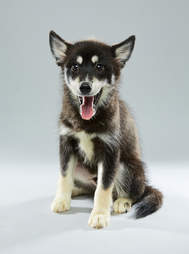 Puppy Bowl Puppies