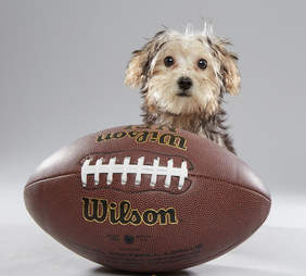 Puppy Bowl Puppies