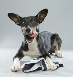 Puppy Bowl Puppies