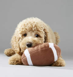 Puppy Bowl Puppies