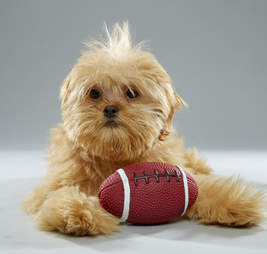 Puppy Bowl Puppies