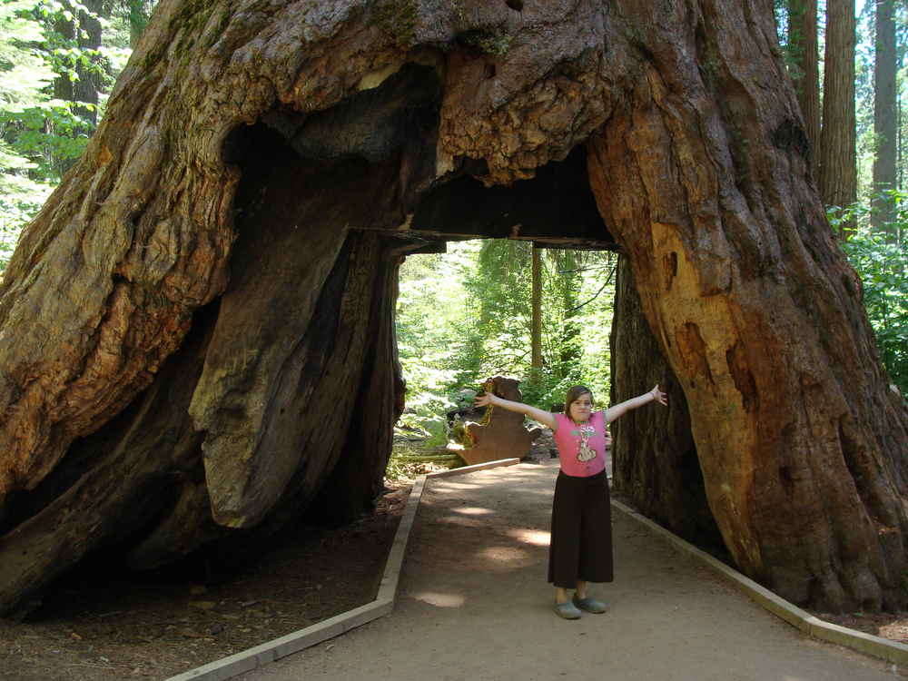 Pioneer Cabin Sequoia Tree In Calaveras Big Trees Park Felled By