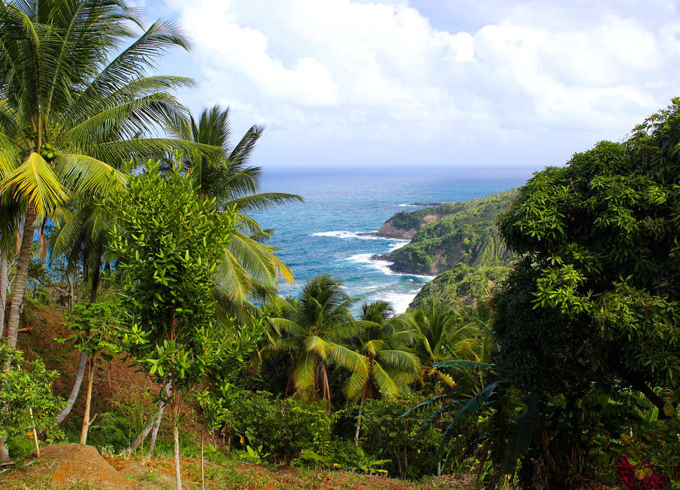 Dominica обои производитель