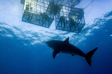 Shark Dive San Diego 
