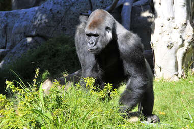 San Diego Zoo 