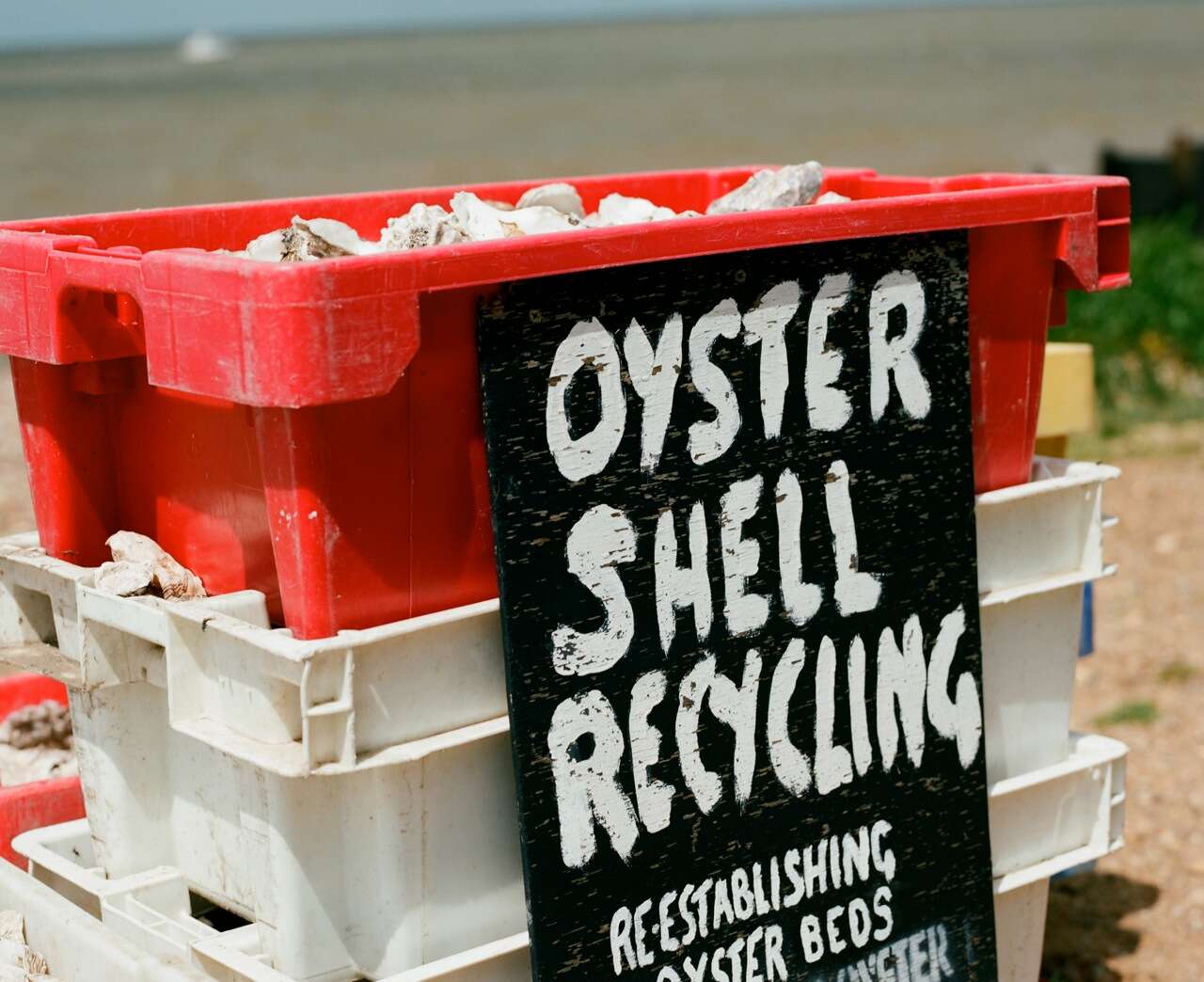 oyster shell recycling
