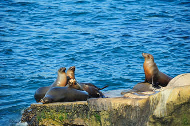 La Jolla Seals 