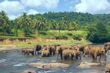 Pinnawala Elephant Orphanage