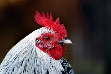 barnyard hen