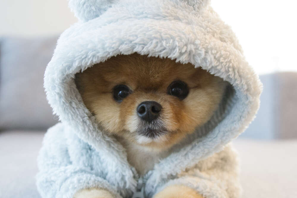 Instagram store pomeranian boo