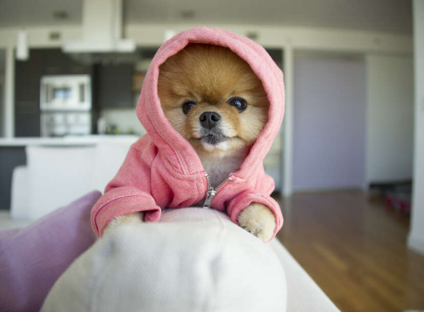 The most popular 2024 dog on instagram