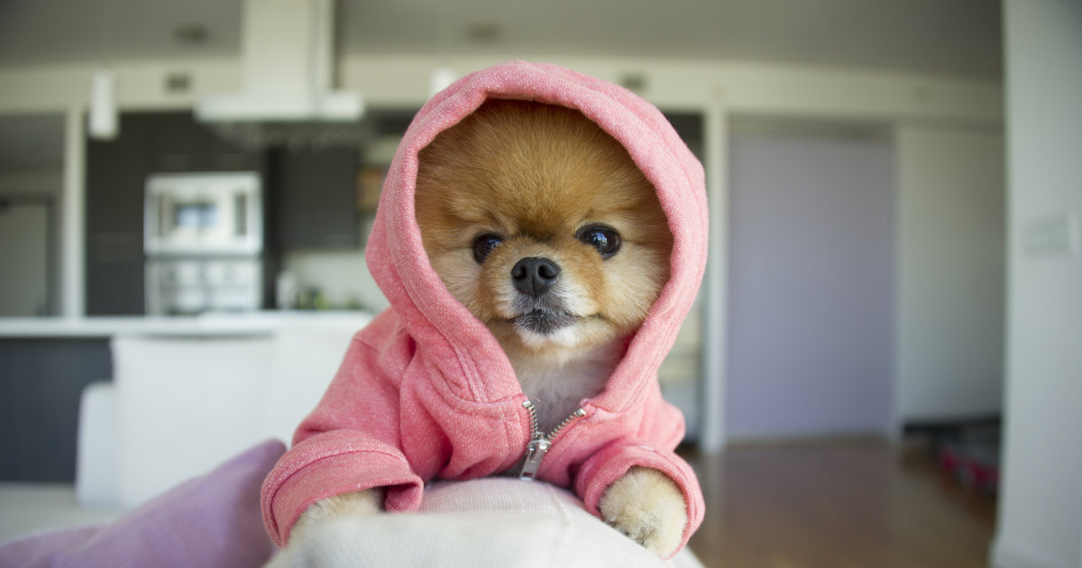 Famous Dogs to Follow on Instagram in LA Thrillist