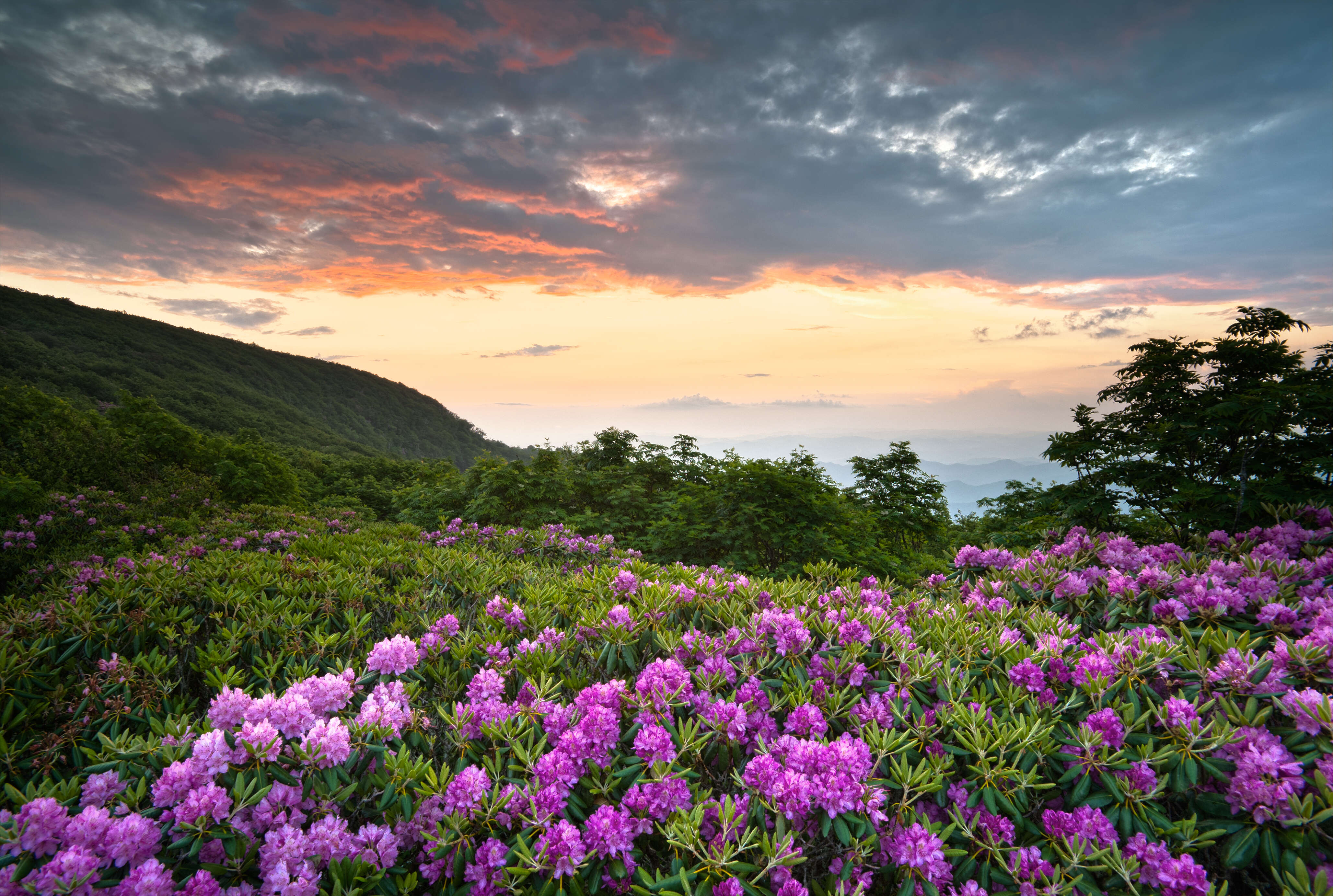 Craggy Gardens