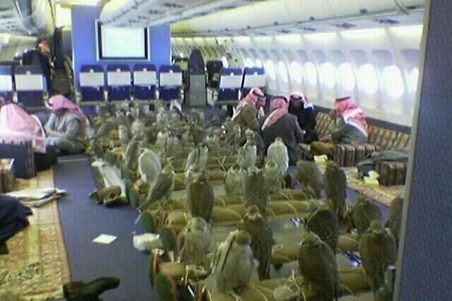 Saudi Prince Buys Close To An Entire Plane To Fly His 80 Exotic Pet Falcons  In The Middle-East