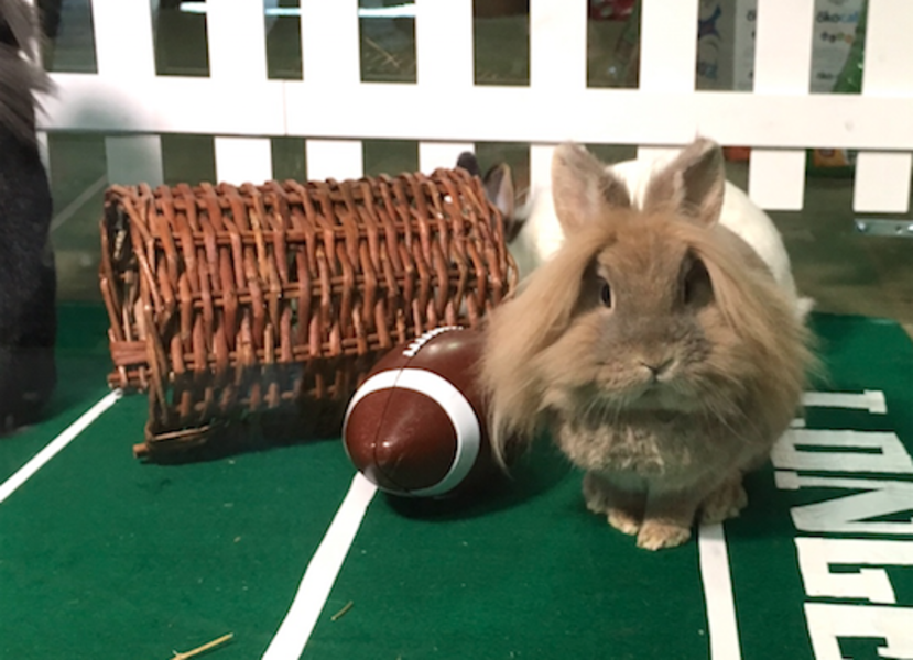 Meet the Bunny Bowl, Which Is Even More Adorable Than the Puppy Bowl
