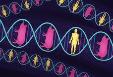 Scientists Are Trying to Create Pigs With Human Organs