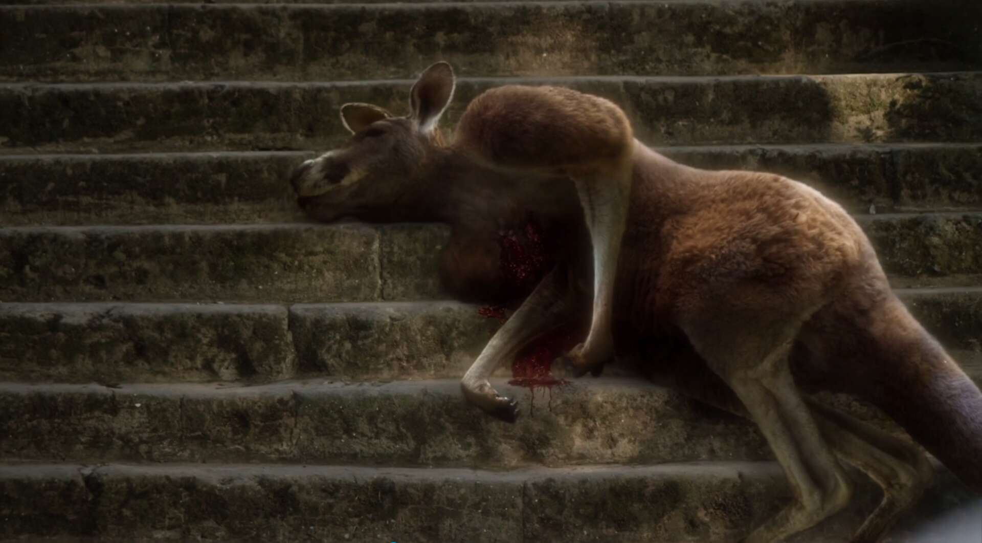 Young Pope Kangaroo Dead