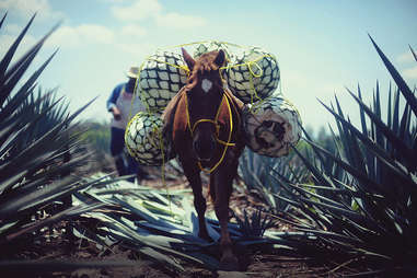 Don Julio Gonzalez delivering barrels of tequila on horseback– Don Julio Tequila – Super Call