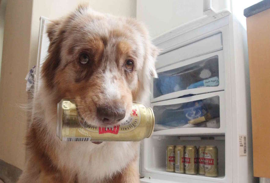 Dog Fetches Beer Here Are 11 Dogs Trained to Fetch Beer Thrillist