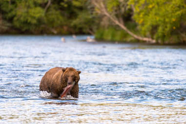 Bear in Alaska