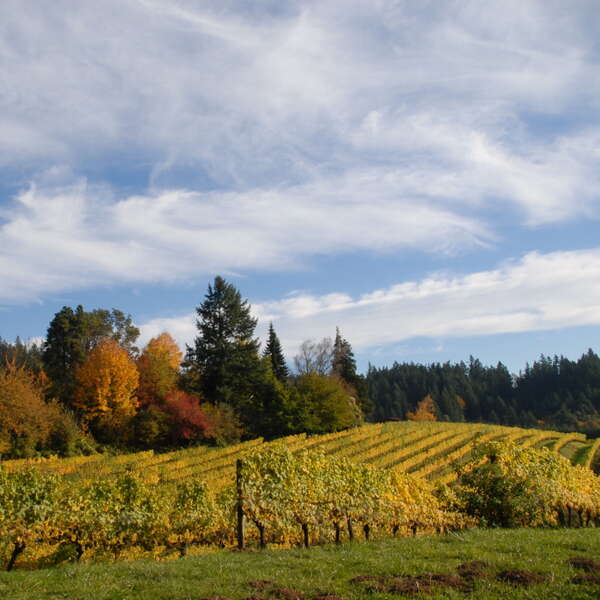 Chehalem Harvest Getaway - Travel - Thrillist Portland