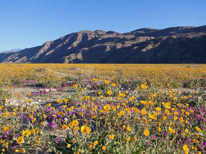 California Is Experiencing a Rare and Beautiful 'Super Bloom' - Thrillist