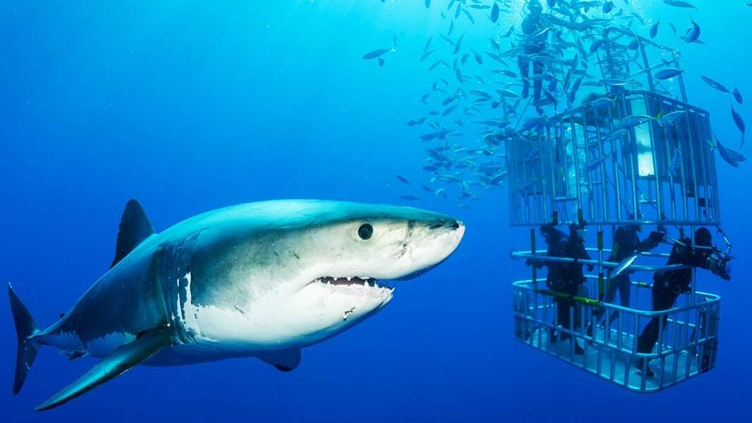 Does Cage Diving Make Sharks More Dangerous? Seeker