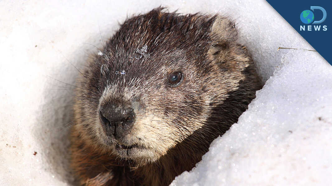 The Weird History Behind Groundhog Day - Videos - Seeker