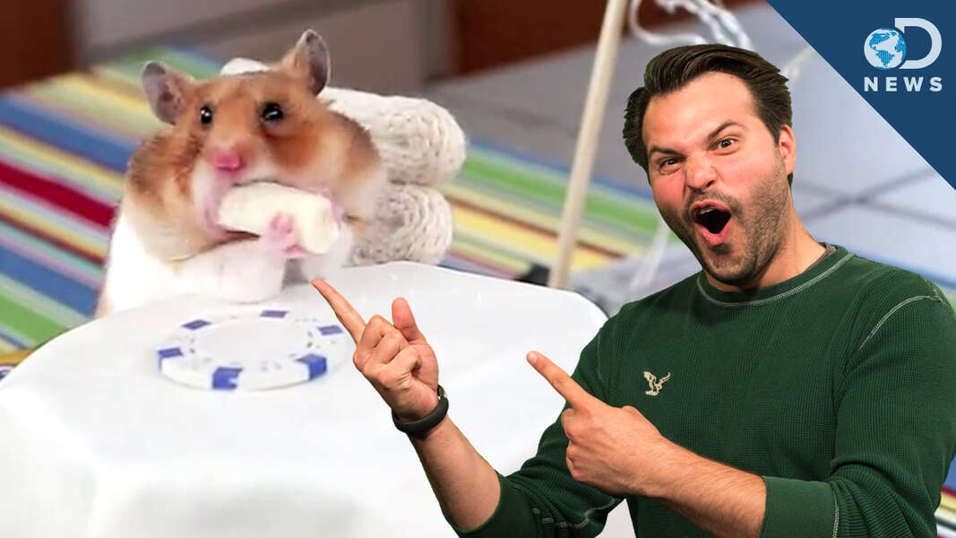 Why Do Hamsters Have Cheek Pouches? Videos Seeker