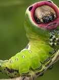 Facts About Some Of The Creepiest Bugs In The World!