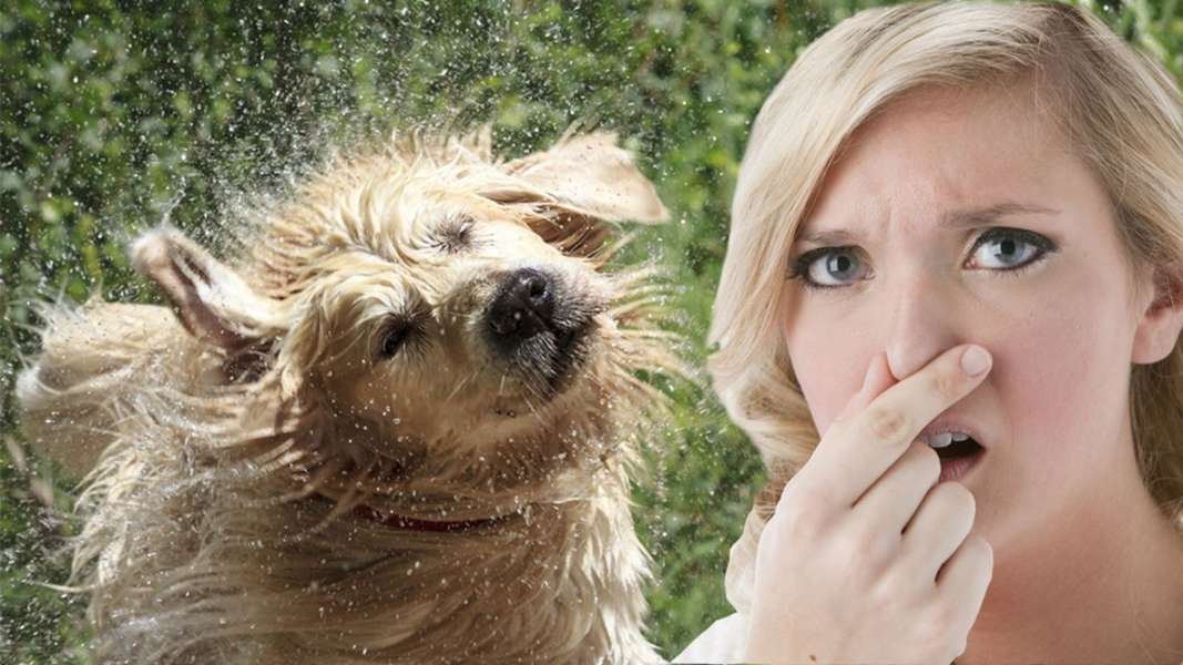 why-do-wet-dogs-smell-so-bad-seeker